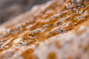 Brauner Schimmel auf Stein