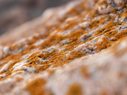 Brauner Schimmel auf Stein