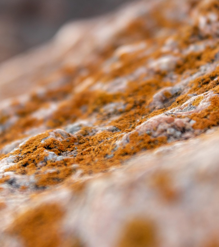 Brauner Schimmel auf Stein